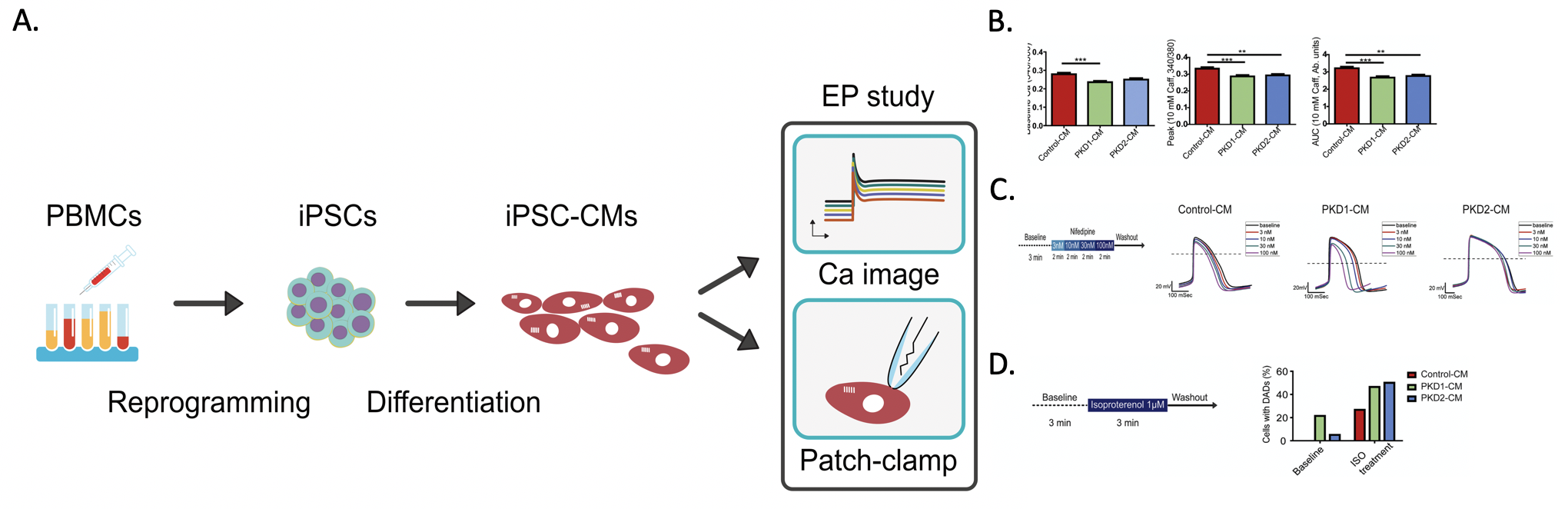 04 New finding revealed by iPSC derived cardiomyocytes suggest the direct link of ADPKD mutation genes to cardiovascular complication