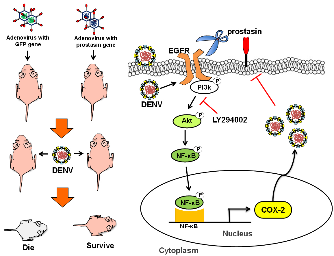 07 Model for the mechanism of prostasin mediated inhibition of DENV replication via modulation of EGFR proteolysisjpg