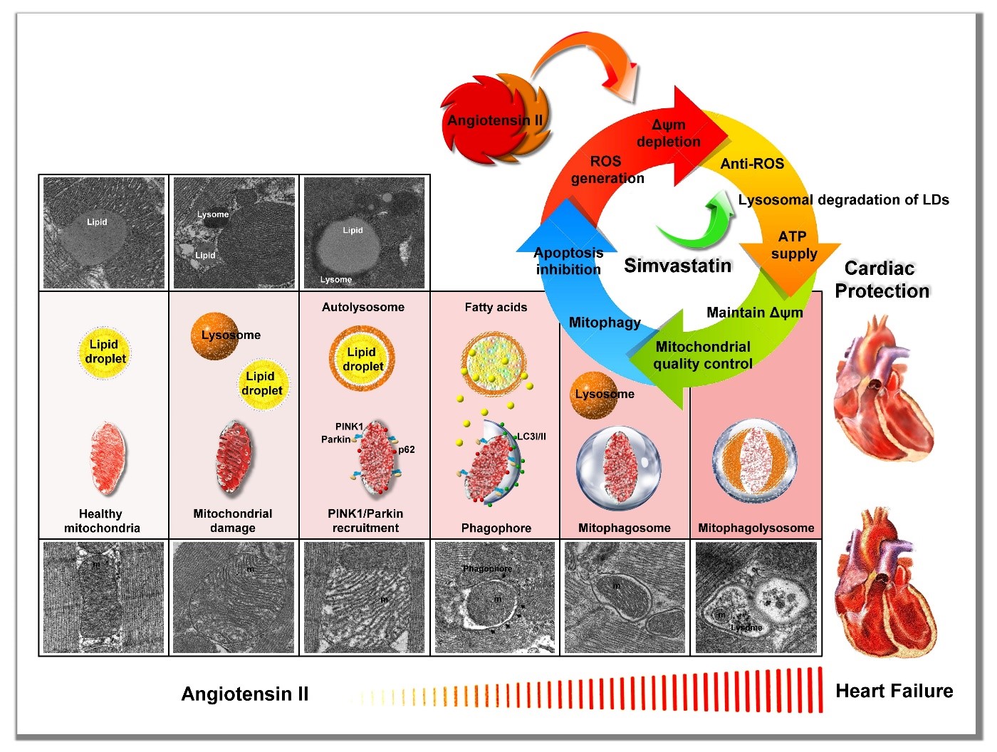 08 Mitochondrial protection by simvastatin against Angiotensin II mediated heart failure