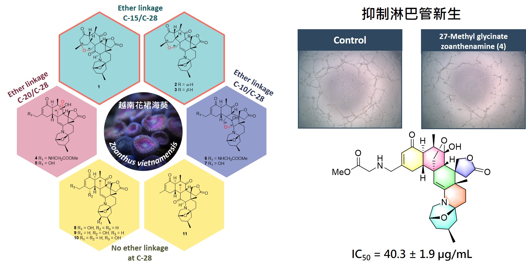 從越南花裙海葵中分離出之生物鹼具有抗淋巴管新生活性